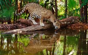Wildlife Hd Desktop Wallpapers Top Free Wildlife Hd Desktop Backgrounds Wallpaperaccess Joining your local wildlife trust is the best thing you can do to help. wildlife hd desktop wallpapers top
