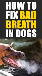 Dog Bad Breath Is So Common That Many Pet Owners Believe That S Just How Things Are Supposed To Be Fortunately We Have Some Ea Bad Dog Breath Dog Breath Dogs