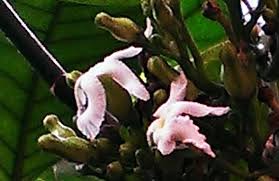 Image result for Tabernaemontana crassa