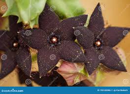 Image result for Orbea melanantha