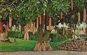 Sausage tree found its use even in music. Fruit Trees African Sausage Tree Fruit