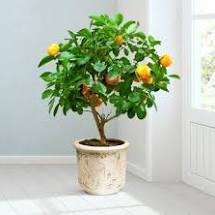 Lemon tree
