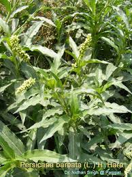 Image result for Persicaria barbata