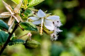 Image result for Coddia rudis