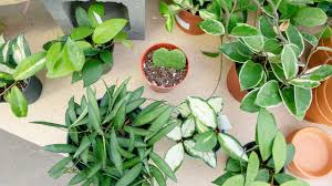 Actual plant for sale is a small starter shown on the last 2 photos. Guide To Hoya Plant Information Mulhall S