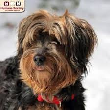When you begin looking for preschools in nashua, nh ask about the ratio of learning time to supervised play time so you can get a good sense of whether you believe your child's needs will be met. Nashua Nh Yorkie Yorkshire Terrier Meet Holly A Dog For Adoption Yorkshireterrier Yorkie Yorkshire Terrier Yorkshire Terrier Puppies Yorkshire Terrier