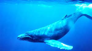 الكشف عن سر آلية ابتلاع الغذاء لدى الحوت الأزرق | منوعات - صحيفة الوسط  البحرينية - مملكة البحرين