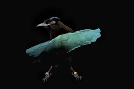 Kekar berbadan besar dan kuat. 96 Gambar Burung Cendrawasih Hitam Putih Hd Gambar Hewan