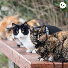 ‪30 Popular Cat Breeds In India (Updated)‬‏