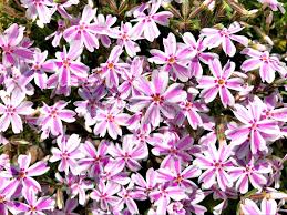 Early spring flowers new england. A Field Of Pink And White Phlox Paniculata Flowers Blooming Stock Image Image Of Design England 124364833