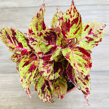 Image result for Coleus meyeri
