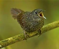 turkiye nin ezber bozan haber gazetesi yeni bir kus turu kesfedildi species bird nature animals