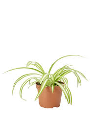 pin by rexa on puutarha planters plants planter pots