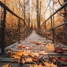 De Los Colores Mas Bonitos Del Ano El O T O N O Feliz D O M I N G O In 2020 Autumn Photography Autumn Scenes Autumn Park