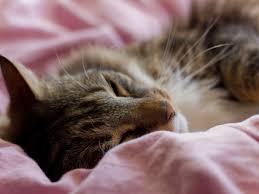 Cancer in a cat is pathologicala process in which some cells of the body grow very quickly. 12 Warning Signs Of Cat Cancer Every Owner Should Know Pethelpful By Fellow Animal Lovers And Experts