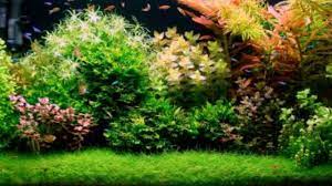 Selain itu, anda harus menjaga suhu akuarium tetap di bawah 30 derajat celcius. Berbagai Jenis Tanaman Aquarium Tanpa Co2 Yang Bisa Kamu Tanam Di Halaman Ilmubudidaya Com