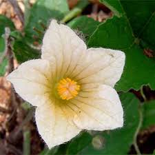 Image result for Coccinia adoensis