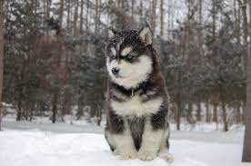 Husky puppies for sale $100 near me. Husky Puppies For Sale 100 Off 58 Www Usushimd Com