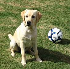 Labrador Retriever Simple English Wikipedia The Free Encyclopedia