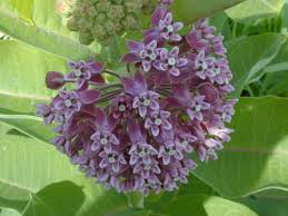 Asclepias Syriaca Bring Back The Monarchs Asclepias Milkweed Milkweed Plant