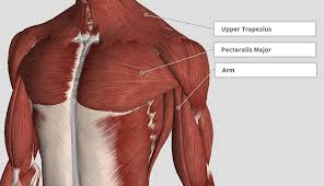 Proper anatomical name for muscles around rib cage / introduction anatomy thoracic the gap physio. Introduction Anatomy Thoracic The Gap Physio