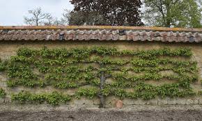 More buying choices $36.79(5 used & new offers). Espalier Fruit Tree Free Stock Photos Rgbstock Free Stock Images Micromoth May 19 2010 13