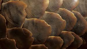 Though they look and act a lot like anteaters and armadillos, pangolins are. Malaysia Torches 2 8 Tons Of African Pangolin Scales Cgtn