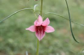 Image result for Sesamum alatum