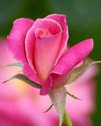 After the magnificent flower rose, lotus falls in the most beautiful flowers category. Lovely Pink Rose Beautiful Roses Amazing Flowers Rose Flower