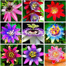 Granadilla 20pcs Bag Passiflora Seeds Passion Fruit Passion Flower Bonsai Flower Seeds New Plants Fruit Tree Passion Fruit Flower Bonsai Flower Flower Seeds