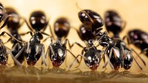 Siap untuk spray ke kawasan yang bersemut. Membunuh Semut Yang Mengganggu Padahal Semut Diharamkan Untuk Dibunuh Rumaysho Com