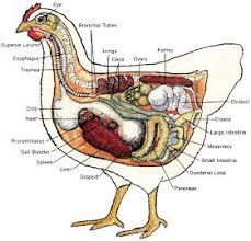 Natural Chicken Keeping Diary Of A Sick Chicken And A Necropsy Graphic Tavuk Irklari Kumes Tavukculugu Buyuyen Tavuklar