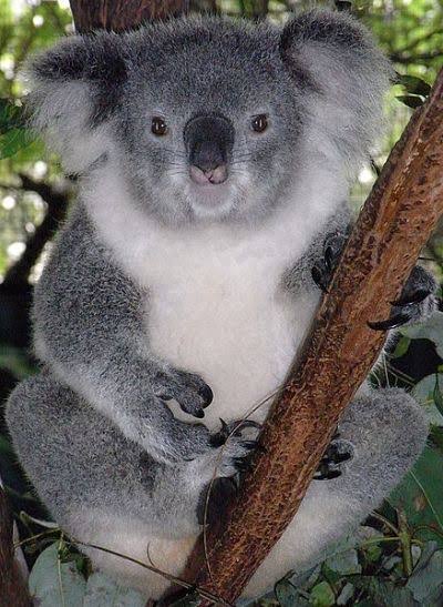 Mga resulta ng larawan para sa Koala Bear Female Friendly"