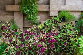 It is better to wait until the heatwave has passed or during a milder, less hostile season to get the optimal result you are looking for when propagating. Coleus Plant How To Grow And Care For This Gorgeous Plant Trees Com