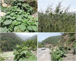 Image result for Wigandia urens