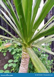 Image result for Pandanus utilis