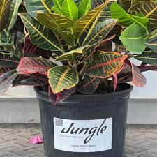 Image result for Croton kilwae