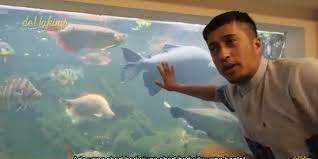 Irfan Hakim Menangis Kejer Ikan Peliharaanya Seharga Ratusan Juta Mati Karena Hal Sepele