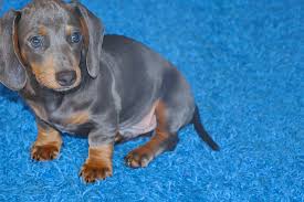Known for their thick coats, high energy, and endurance, the siberian husky is one of the most popular dog breeds with blue eyes. Why Is My Blue Dachshund Having Skin Problems