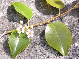 Image result for Casearia