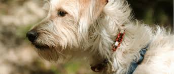 We did not find results for: How To Stop Fleas From Biting Me And My Dog Chem Free Blog