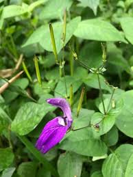 Image result for Brillantaisia cicatricosa