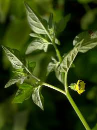 Image result for Physalis lagascae