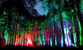Lighting In Forest For Reception With Images Electric Forest Festival Forest Festival Electric Forest