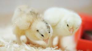 Check spelling or type a new query. Telur Ayam Brahma Jumlah Khasiat Harga Terbaru