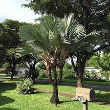 Image result for Latania loddigesii