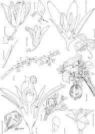 Image result for Adenia fruticosa