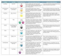 healing and balancing your dogs chakras animal wellness