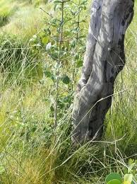 Image result for Canthium