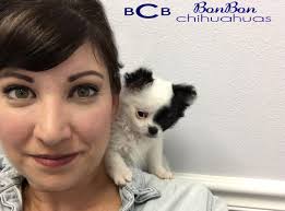 Blue Merle Chihuahua Long Haired Teacup Chihuahua Puppies For Sale Puppy  Kennel Blue Merle Chihuahua For